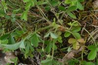 Potentilla montana