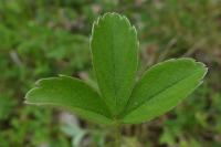 Potentilla montana
