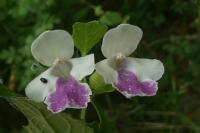 Melittis melissophyllum