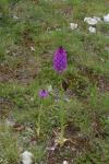 Anacamptis pyramidalis