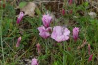 Convolvulus cantabrica