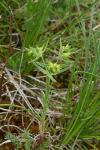 Euphorbia exigua