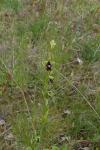 Ophrys insectifera