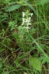 Platanthera chlorantha