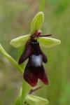 Ophrys insectifera