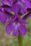 Anacamptis pyramidalis