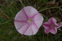 Convolvulus cantabrica