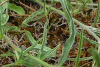 Convolvulus cantabrica