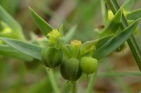 Euphorbia exigua
