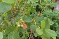 Vaccinium uliginosum