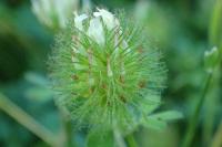 Trifolium lappaceum