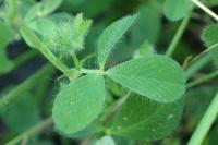 Trifolium lappaceum