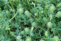 Trifolium lappaceum