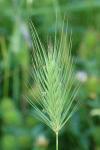 Hordeum marinum