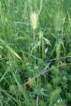 Hordeum marinum
