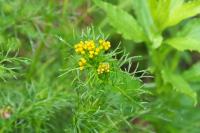 Jacobaea adonidifolia