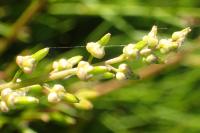 Triglochin barrelieri