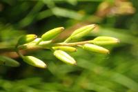 Triglochin barrelieri