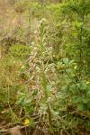 Himantoglossum hircinum