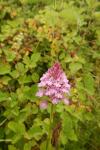 Anacamptis pyramidalis