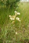 Filipendula vulgaris