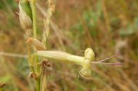 Silene nutans