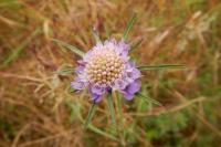 Scabiosa columbaria