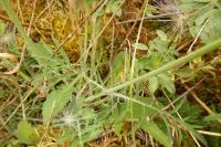 Scabiosa columbaria