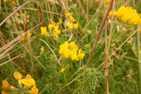 Lotus corniculatus