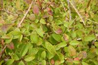 Cornus sanguinea