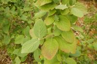 Viburnum lantana