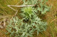 Eryngium campestre