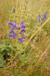 Salvia pratensis