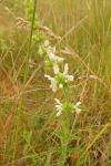 Stachys recta