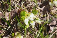 Arctostaphylos alpina