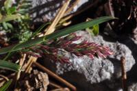 Poa alpina