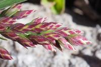Poa alpina