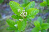 Aria edulis