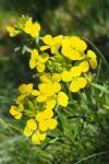 Erysimum duriaei subsp. pyrenaicum