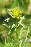 Erysimum duriaei subsp. pyrenaicum