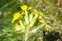 Erysimum duriaei subsp. pyrenaicum