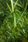 Erysimum duriaei subsp. pyrenaicum