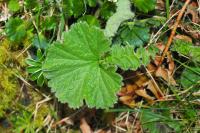 Geum montanum