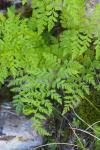 Cystopteris fragilis
