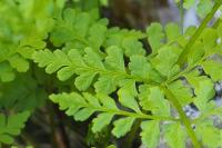 Cystopteris fragilis