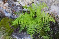Cystopteris fragilis
