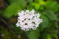 Valeriana montana