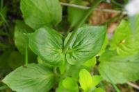 Valeriana montana