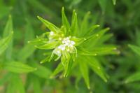 Lithospermum officinale