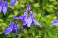 Aquilegia vulgaris